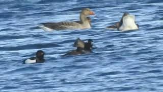 Ringnecked Duck — Coanwood Ponds Northumberland 180219 [upl. by Yordan]