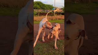 alangu doglover bullykutta pets pakistanibullykutta trending youtubeshorts viralvideo 🐈 [upl. by Gaw]