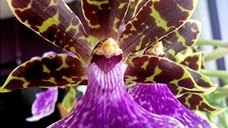 Orchid Care and culture  tips on potting watering and reblooming Zygopetalum and similar Orchids [upl. by Ahsinotna]