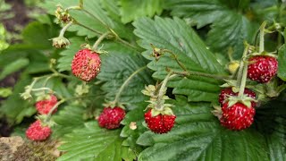 Fragaria vesca  wild strawberry plants that keeps on giving 🍓 [upl. by Hedva]