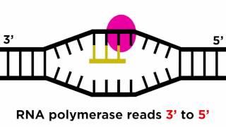 Transcription and Translation From DNA to Protein [upl. by Juieta]