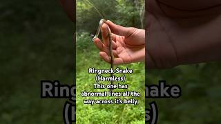 Tiny Ringneck Snake has a strange pattern on its belly snake reptiles wildlife [upl. by Ydnagrub]