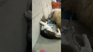 Funny cats and dogs cats dog Funny shorts [upl. by Oriel]