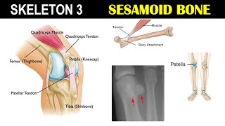 Skeleton 3  Sesamoid bone  Patella  Knee Cap  Dr Ghanshyam Jangid [upl. by Ivy]