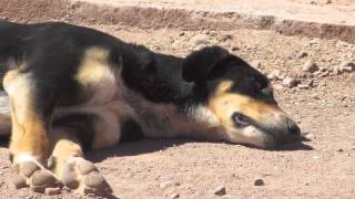 Los Perros de Atacama The Dogs of Atacama [upl. by Suivatnom]