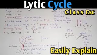 Lytic Cycle Of Bacteriophage Fully Explained In Urdu  Class 11 Biology [upl. by Trevah]