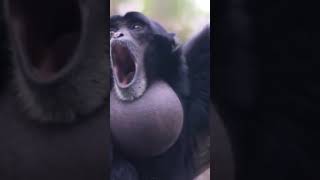 Screaming gibbons monkey [upl. by Nitniuq103]