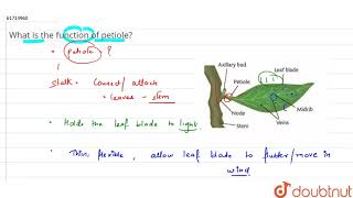 What is the function of petiole [upl. by Elleda92]