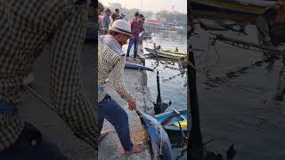 Watch the Incredible Marlin Hunt in Vizag 4 fishing [upl. by Stovall]