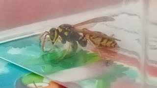 15 seconds of wasp eating sugar water off of a toothpick NO SOUND [upl. by Rennat]