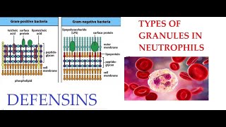 L26 Function of Defensins Granules in Neutrophils [upl. by Vincenz]