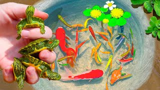 Catching Rare Turtle Nest In Tiny Pond Pencil Fish Aquarium Fish Neon Fish PingPong Pearl Fish [upl. by Ailasor]