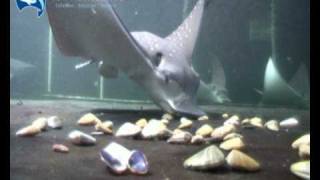 silvertip Sharks Part 2 with Eagle Rays [upl. by Shana]