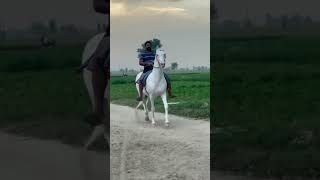 Gustakhi maaf nhi krda 🏇asmr horse dialogue horseriding new trending viralvideo satisfying [upl. by Allen107]