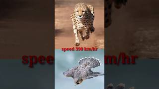 Peregrine Falcon vs Cheetah🤔🤯wildlife short [upl. by Ahsote148]