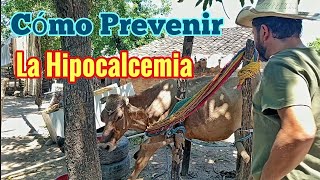 Cómo Prevenir la Hipocalcemia en Vacas El Secreto para Evitar la Vaca Caída [upl. by Atinoj468]