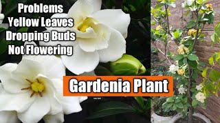 How to Grow Gardenia plant  Gardenia yellow leaves and dropping Buds problems  Gardenia Tree [upl. by Etirugram]