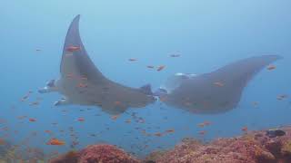 Diving at Kuredu in the Maldives  October 2018 [upl. by Katina]