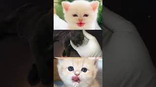 Cleaning mangoworms the animal with care part 079 cat kitten cutecat pets [upl. by Yelats4]