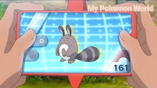 Sentret Pokedex Entry Pokemon Journeys [upl. by Artap]