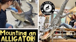 Taxidermy of a full body alligator My first alligator mount [upl. by Kinom]