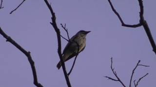 Sulphurbellied Flycatcher calling México [upl. by Nomed]