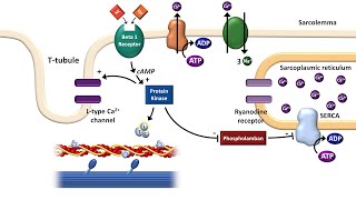 Cardiac ExcitationContraction Coupling [upl. by Selegna]