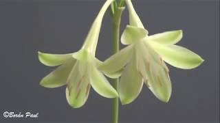 Amaryllidaceae Stenomesson chloranthum [upl. by Mosora]