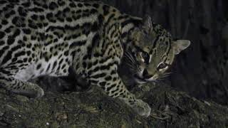 A Wild Ocelot in Pantanal  Brazil Tour july 2024 [upl. by Weigle134]