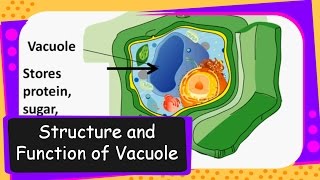 ScienceVacuole in Cell and its functionEnglish [upl. by Porush]