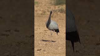 ✅️LA grulla MIGRATORIA viajando mas de 5000 kilómetros [upl. by Siuoleoj]