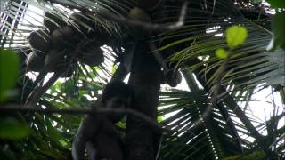 Kerala Coconut Tree climbing [upl. by Oicnedif]