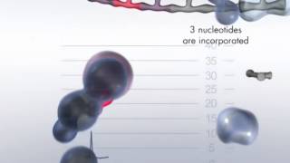 The Pyrosequencing Reaction Cascade System [upl. by Hogan]