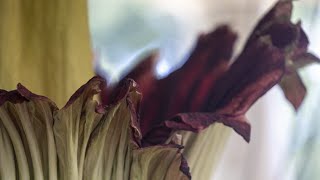 Hundreds arrive to see ‘Corpse Flower’ release its pungent smell [upl. by Enomor]