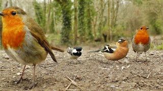 Videos y Película Para Gatos  Canto de Aves [upl. by Saunder]