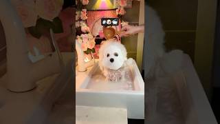 ASMR Dog Bath A Relaxing Grooming Routine for Your Pup [upl. by Yanaj]