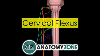 Cervical Plexus  Anatomy Tutorial [upl. by Anoi]