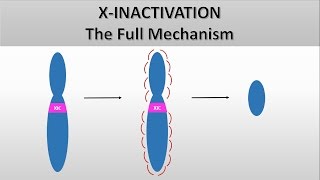 X Inactivation The full mechanism the formation of the Barr body Heterochromatin and euchromatin [upl. by Allmon]