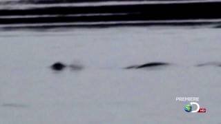 2009 Cadborosaurus Video filmed by Kelly Nash  Enhanced and Stabilized [upl. by Amees]