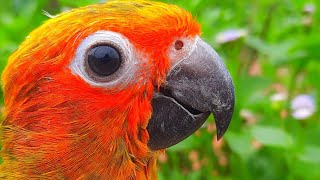 Sun Conure Sounds  Chirping of Sun conure sunconure conure SunConureSounds [upl. by Acirdna653]