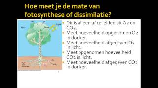 6 samenhang assimilatie dissimilatie [upl. by Wettam]