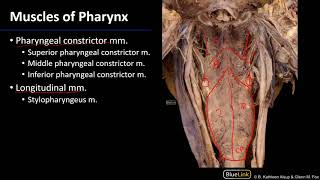 Larynx Pharynx and CST  Muscles of Pharynx [upl. by Enelec853]