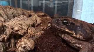 Giant Marine toad Rhinella marina Â© Guy Tansley [upl. by Halle]