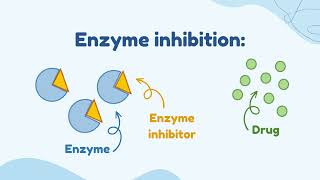 Enzyme Induction VS Enzyme Inhibition [upl. by Chaworth]