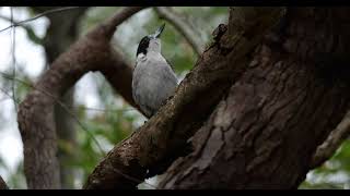 悉尼 灰鐘鵲 Grey Butcherbird [upl. by Eladnek]