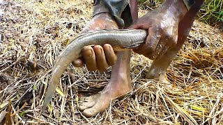 Techniques​ catch fish crabs in rice field a lots of in hand [upl. by Rehteh]