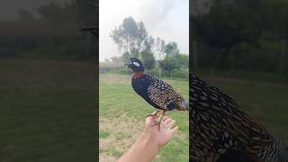 Black francolin Call blackfrancolin kalateetar wildlife [upl. by Eamanna]