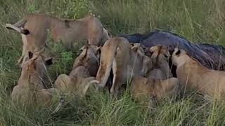 Lions Eating Prey Buffalo  Masai Mara Kenya [upl. by Chaffin184]