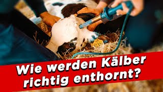 Wie werden Kälber richtig enthornt  My KuhTube Film 898 [upl. by Middendorf]