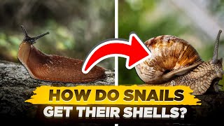 How Do Snails Get Their Shells Are Snails Born With Their Shells [upl. by Arramat]